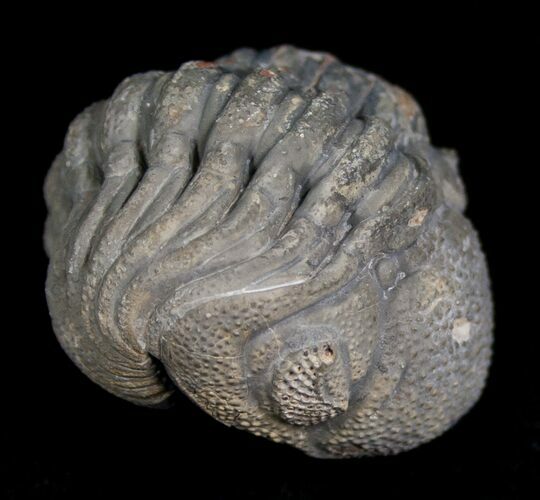 Enrolled Barrandeops (Phacops) Trilobite from Morocco #5081